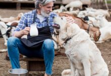 can dogs have coconut​